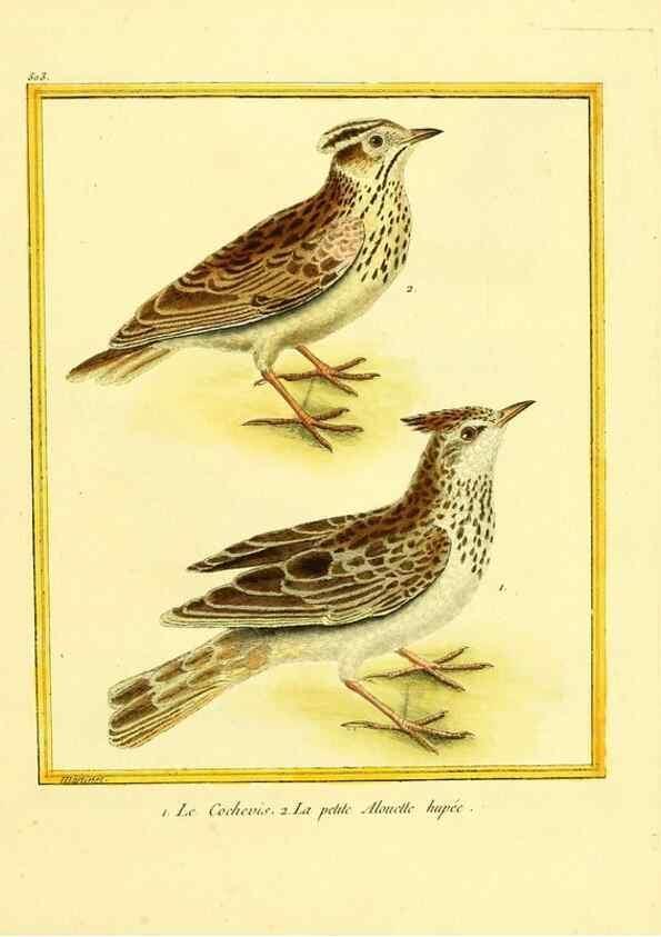 Reproducción/Reproduction 49640006616: Planches enluminées d'histoire naturelle. Paris? :s.n.,1765-1783?. 