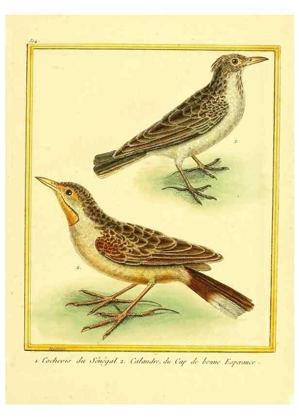 Reproducción/Reproduction 49639482848: Planches enluminées d'histoire naturelle. Paris? :s.n.,1765-1783?. 