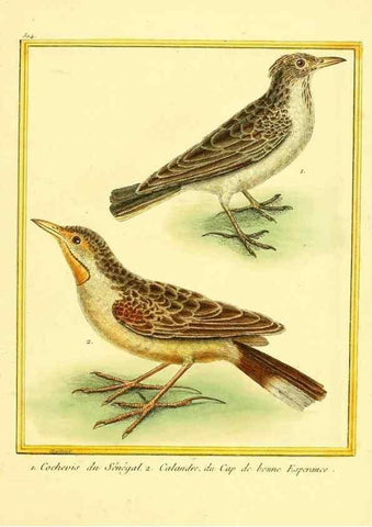 Reproducción/Reproduction 49639482848: Planches enluminées d'histoire naturelle. Paris? :s.n.,1765-1783?. 