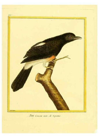 Reproducción/Reproduction 49640007061: Planches enluminées d'histoire naturelle. Paris? :s.n.,1765-1783?. 