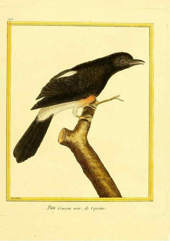 Reproducción/Reproduction 49640007061: Planches enluminées d'histoire naturelle. Paris? :s.n.,1765-1783?. 