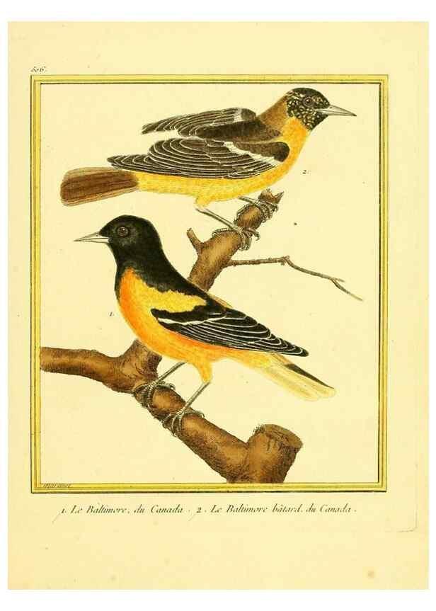 Reproducción/Reproduction 49640007321: Planches enluminées d'histoire naturelle. Paris? :s.n.,1765-1783?. 