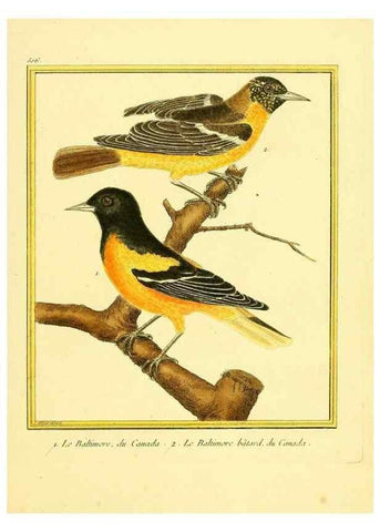 Reproducción/Reproduction 49640007321: Planches enluminées d'histoire naturelle. Paris? :s.n.,1765-1783?. 