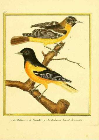 Reproducción/Reproduction 49640007321: Planches enluminées d'histoire naturelle. Paris? :s.n.,1765-1783?. 
