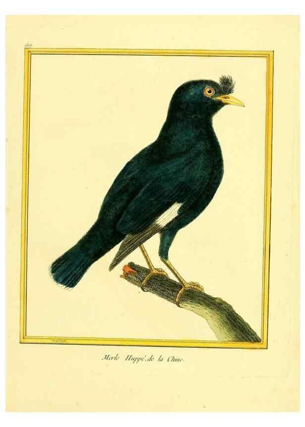 Reproducción/Reproduction 49639483553: Planches enluminées d'histoire naturelle. Paris? :s.n.,1765-1783?. 
