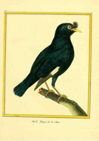 Reproducción/Reproduction 49639483553: Planches enluminées d'histoire naturelle. Paris? :s.n.,1765-1783?. 