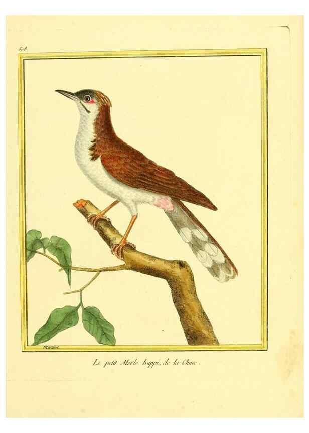 Reproducción/Reproduction 49640281222: Planches enluminées d'histoire naturelle. Paris? :s.n.,1765-1783?. 