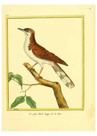 Reproducción/Reproduction 49640281222: Planches enluminées d'histoire naturelle. Paris? :s.n.,1765-1783?. 