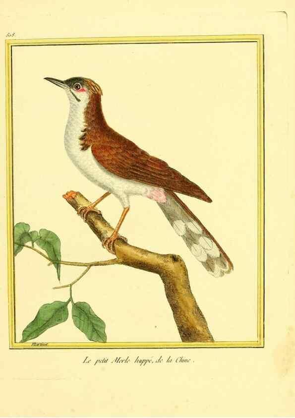 Reproducción/Reproduction 49640281222: Planches enluminées d'histoire naturelle. Paris? :s.n.,1765-1783?. 