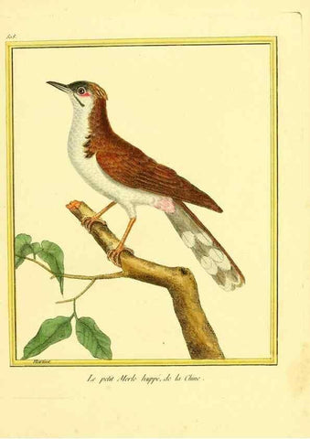 Reproducción/Reproduction 49640281222: Planches enluminées d'histoire naturelle. Paris? :s.n.,1765-1783?. 