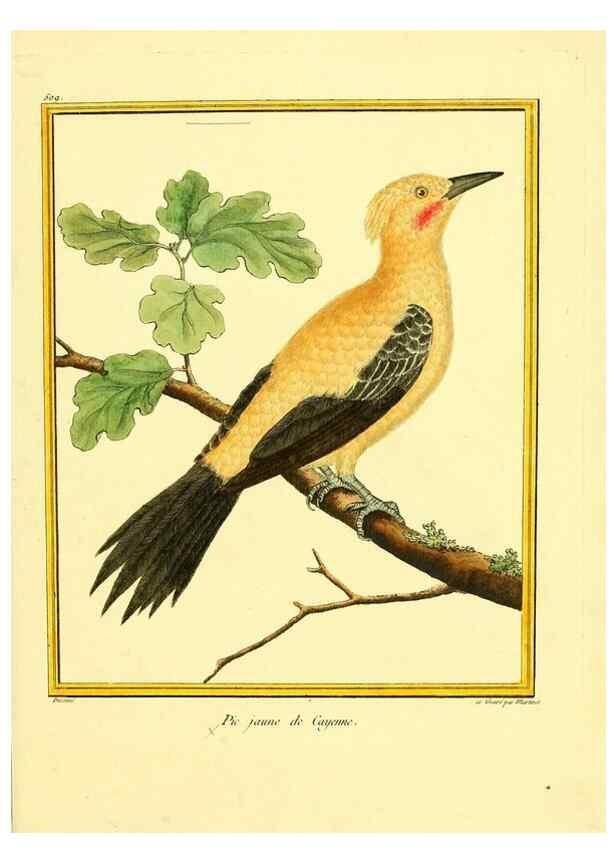 Reproducción/Reproduction 49640281482: Planches enluminées d'histoire naturelle. Paris? :s.n.,1765-1783?. 