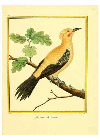 Reproducción/Reproduction 49640281482: Planches enluminées d'histoire naturelle. Paris? :s.n.,1765-1783?. 