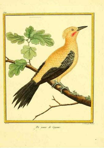Reproducción/Reproduction 49640281482: Planches enluminées d'histoire naturelle. Paris? :s.n.,1765-1783?. 