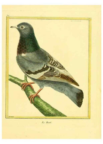Reproducción/Reproduction 49639484188: Planches enluminées d'histoire naturelle. Paris? :s.n.,1765-1783?. 