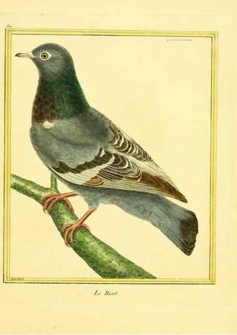 Reproducción/Reproduction 49639484188: Planches enluminées d'histoire naturelle. Paris? :s.n.,1765-1783?. 
