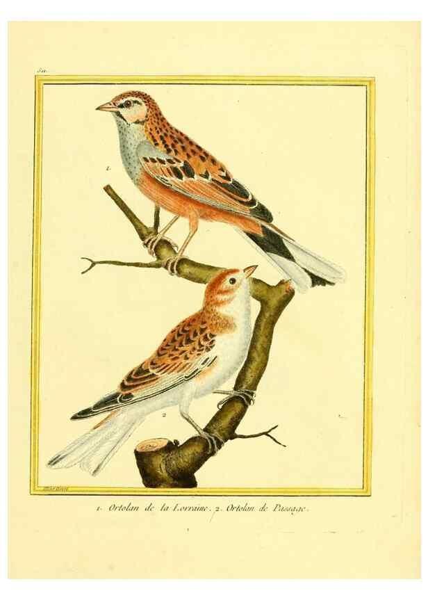 Reproducción/Reproduction 49640281917: Planches enluminées d'histoire naturelle. Paris? :s.n.,1765-1783?. 