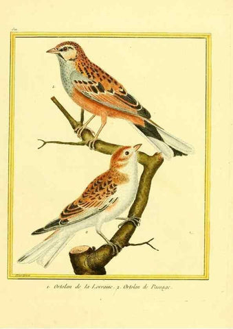 Reproducción/Reproduction 49640281917: Planches enluminées d'histoire naturelle. Paris? :s.n.,1765-1783?. 