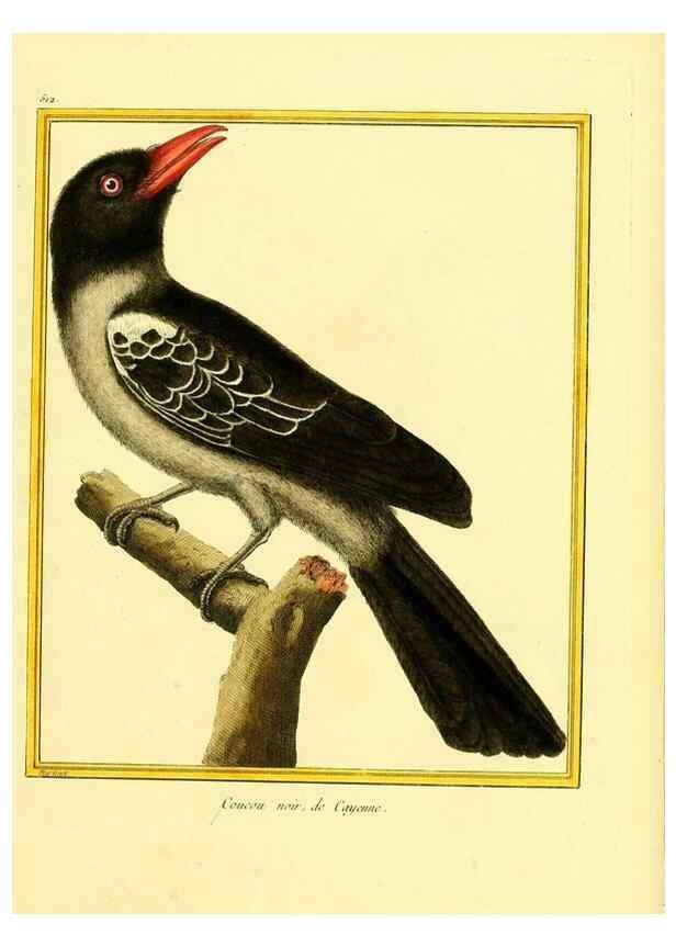 Reproducción/Reproduction 49640008761: Planches enluminées d'histoire naturelle. Paris? :s.n.,1765-1783?. 