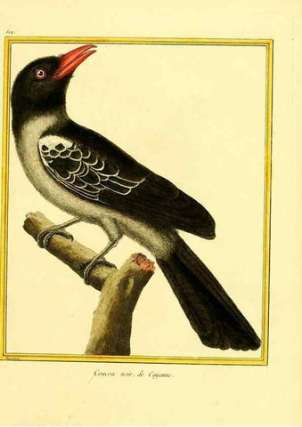 Reproducción/Reproduction 49640008761: Planches enluminées d'histoire naturelle. Paris? :s.n.,1765-1783?. 