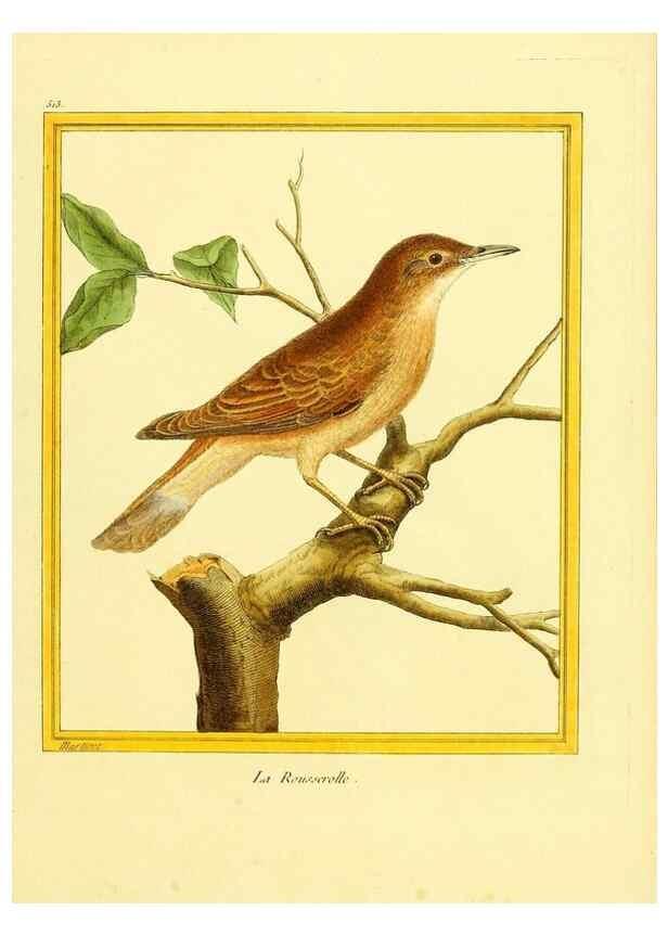 Reproducción/Reproduction 49640282417: Planches enluminées d'histoire naturelle. Paris? :s.n.,1765-1783?. 