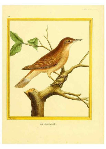 Reproducción/Reproduction 49640282417: Planches enluminées d'histoire naturelle. Paris? :s.n.,1765-1783?. 