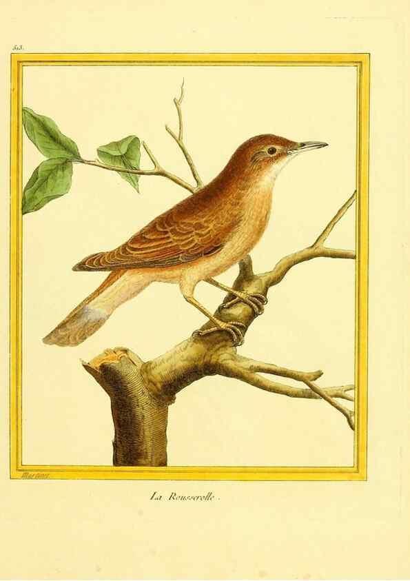 Reproducción/Reproduction 49640282417: Planches enluminées d'histoire naturelle. Paris? :s.n.,1765-1783?. 