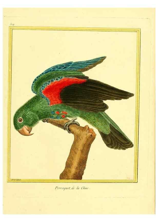 Reproducción/Reproduction 49640009206: Planches enluminées d'histoire naturelle. Paris? :s.n.,1765-1783?. 