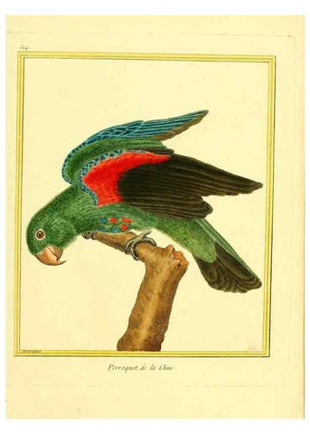 Reproducción/Reproduction 49640009206: Planches enluminées d'histoire naturelle. Paris? :s.n.,1765-1783?. 