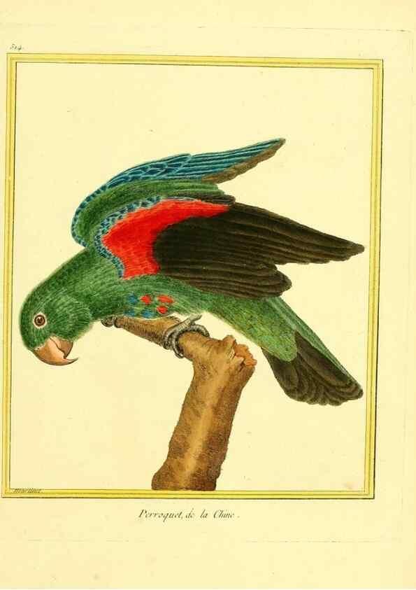 Reproducción/Reproduction 49640009206: Planches enluminées d'histoire naturelle. Paris? :s.n.,1765-1783?. 