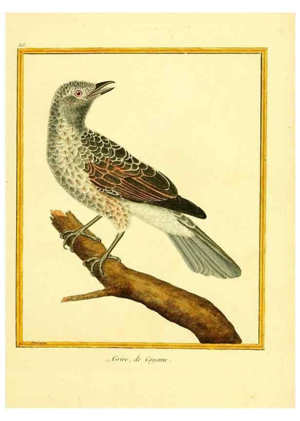 Reproducción/Reproduction 49640009431: Planches enluminées d'histoire naturelle. Paris? :s.n.,1765-1783?. 