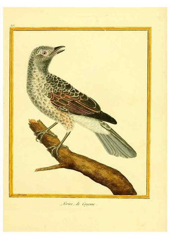 Reproducción/Reproduction 49640009431: Planches enluminées d'histoire naturelle. Paris? :s.n.,1765-1783?. 