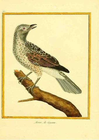 Reproducción/Reproduction 49640009431: Planches enluminées d'histoire naturelle. Paris? :s.n.,1765-1783?. 