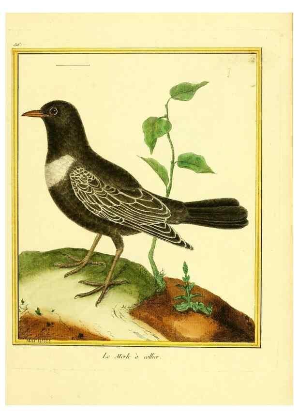 Reproducción/Reproduction 49640283062: Planches enluminées d'histoire naturelle. Paris? :s.n.,1765-1783?. 