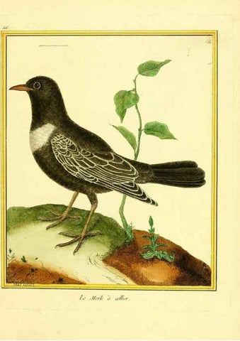Reproducción/Reproduction 49640283062: Planches enluminées d'histoire naturelle. Paris? :s.n.,1765-1783?. 