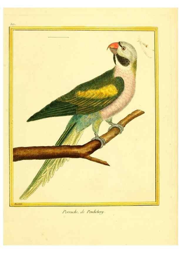 Reproducción/Reproduction 49640283292: Planches enluminées d'histoire naturelle. Paris? :s.n.,1765-1783?. 