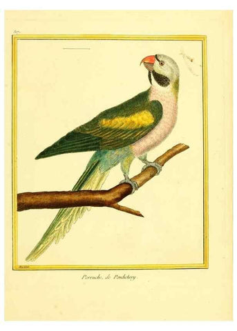 Reproducción/Reproduction 49640283292: Planches enluminées d'histoire naturelle. Paris? :s.n.,1765-1783?. 