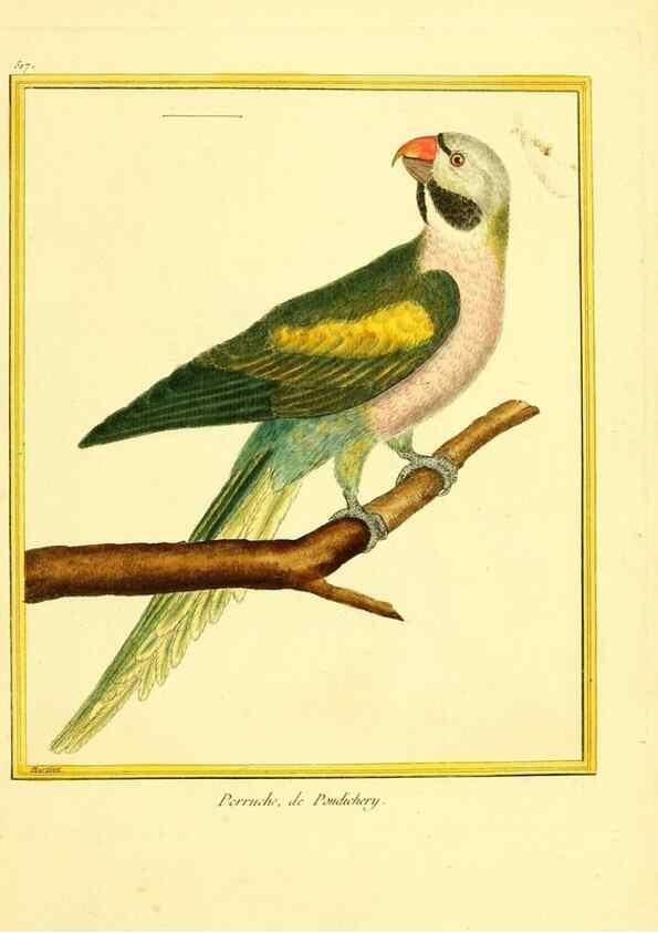 Reproducción/Reproduction 49640283292: Planches enluminées d'histoire naturelle. Paris? :s.n.,1765-1783?. 