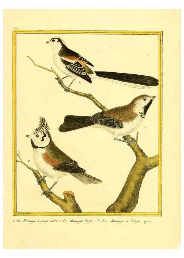 Reproducción/Reproduction 49640279757: Planches enluminées d'histoire naturelle. Paris? :s.n.,1765-1783?. 