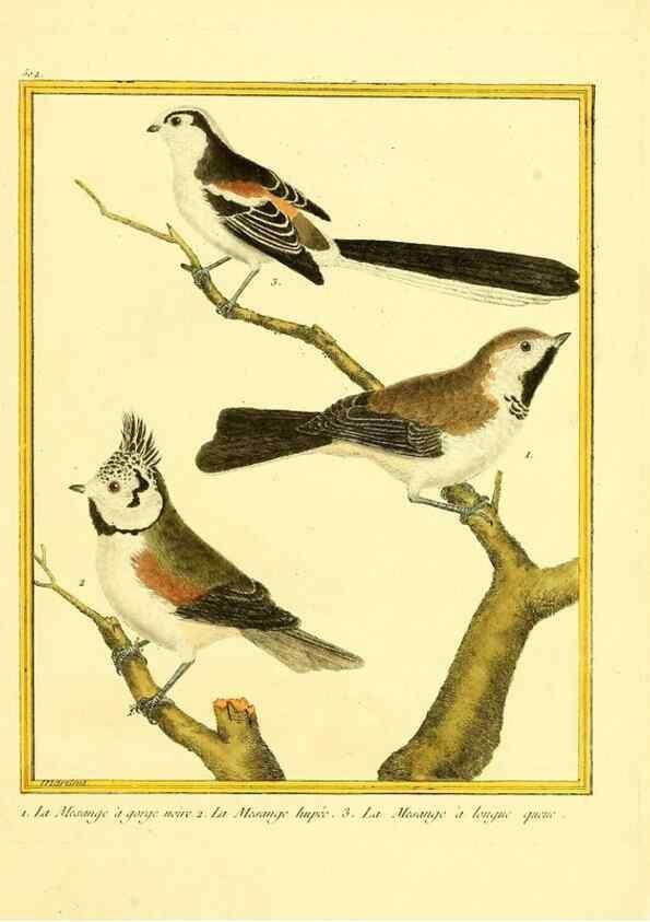 Reproducción/Reproduction 49640279757: Planches enluminées d'histoire naturelle. Paris? :s.n.,1765-1783?. 