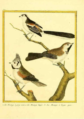 Reproducción/Reproduction 49640279757: Planches enluminées d'histoire naturelle. Paris? :s.n.,1765-1783?. 