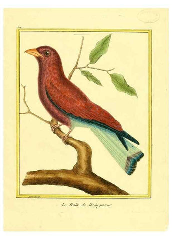 Reproducción/Reproduction 49640279427: Planches enluminées d'histoire naturelle. Paris? :s.n.,1765-1783?. 
