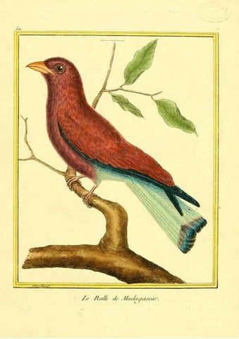 Reproducción/Reproduction 49640279427: Planches enluminées d'histoire naturelle. Paris? :s.n.,1765-1783?. 