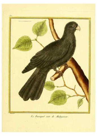 Reproducción/Reproduction 49640123717: Planches enluminées d'histoire naturelle. Paris? :s.n.,1765-1783?. 