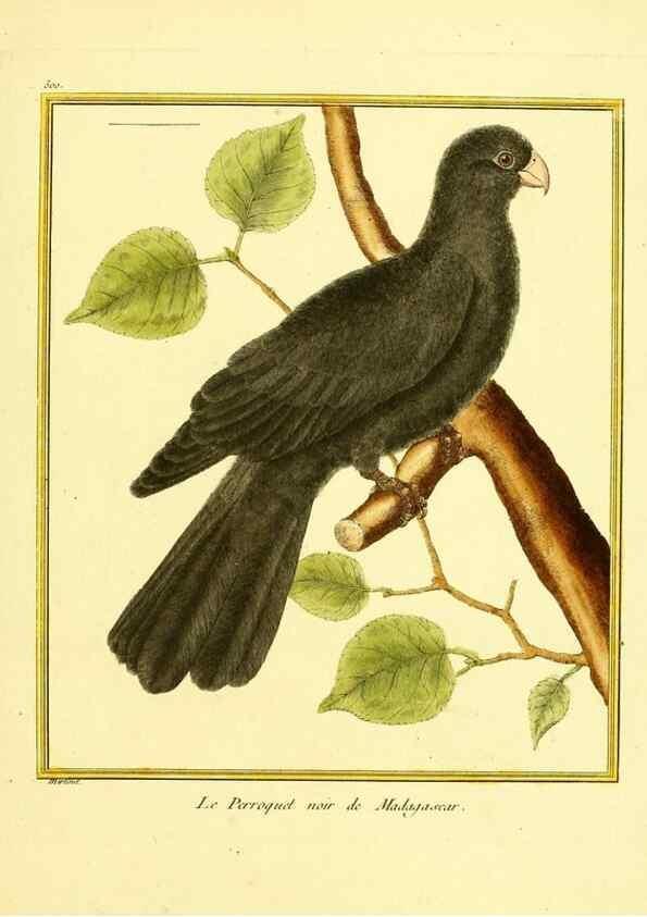 Reproducción/Reproduction 49640123717: Planches enluminées d'histoire naturelle. Paris? :s.n.,1765-1783?. 