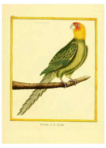 Reproducción/Reproduction 49639325113: Planches enluminées d'histoire naturelle. Paris? :s.n.,1765-1783?. 