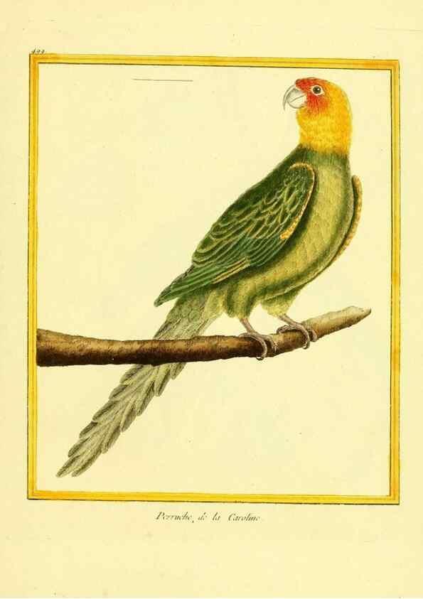 Reproducción/Reproduction 49639325113: Planches enluminées d'histoire naturelle. Paris? :s.n.,1765-1783?. 