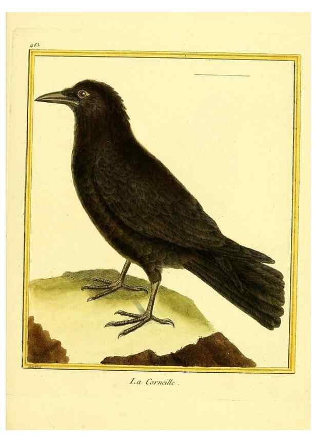 Reproducción/Reproduction 49639846181: Planches enluminées d'histoire naturelle. Paris? :s.n.,1765-1783?. 
