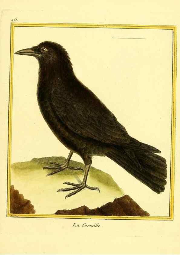 Reproducción/Reproduction 49639846181: Planches enluminées d'histoire naturelle. Paris? :s.n.,1765-1783?. 
