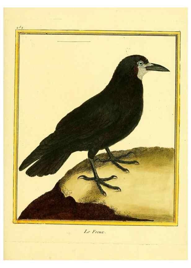 Reproducción/Reproduction 49640119642: Planches enluminées d'histoire naturelle. Paris? :s.n.,1765-1783?. 