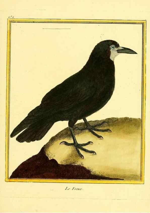 Reproducción/Reproduction 49640119642: Planches enluminées d'histoire naturelle. Paris? :s.n.,1765-1783?. 